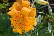 Lilium 'Odysseus' 